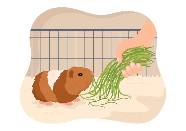 Fütterung von Meerschweinchen  Illustration