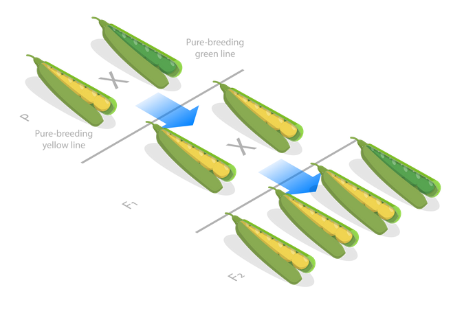 Mendelian Inheritance  Illustration