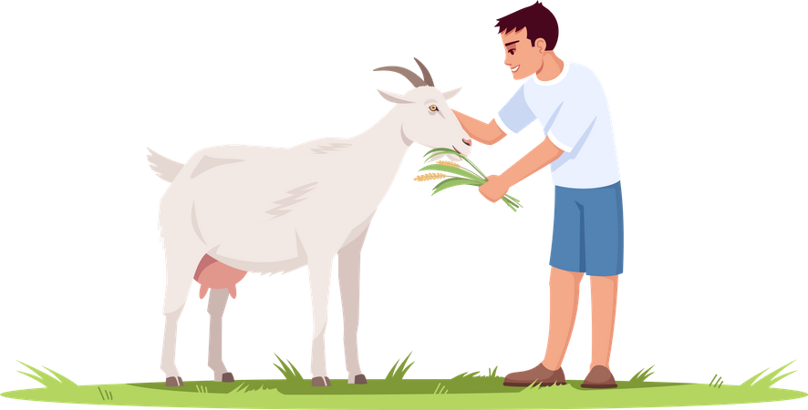 Menino alimentando cabra com grama  Ilustração