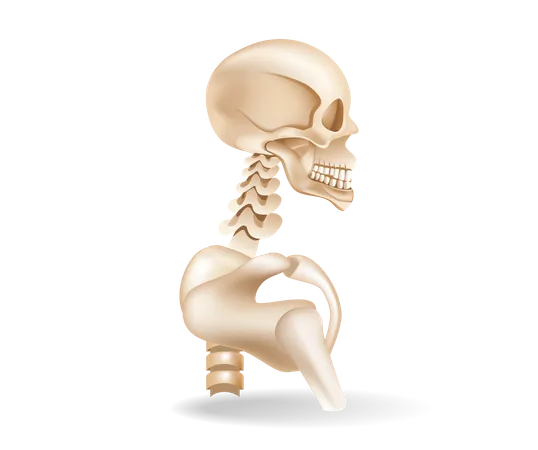 Menschlicher Knochen  Illustration
