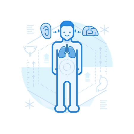 Menschliche Anatomie  Illustration