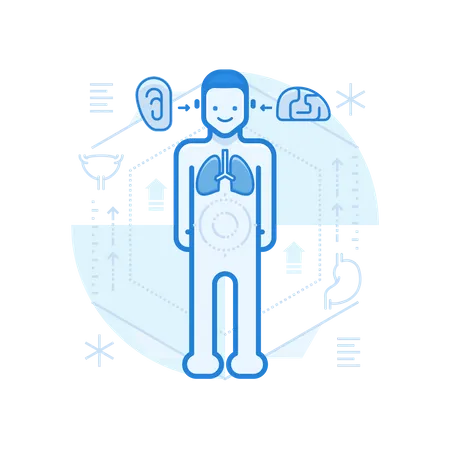 Menschliche Anatomie  Illustration