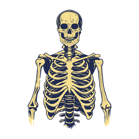 Menschliches Skelett  Illustration