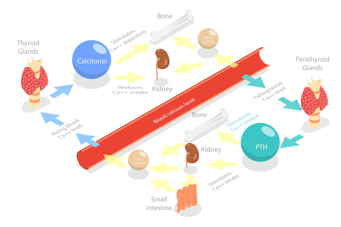 Métabolisme du calcium  Illustration