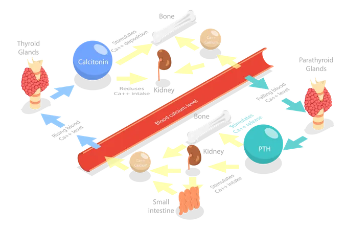 Métabolisme du calcium  Illustration