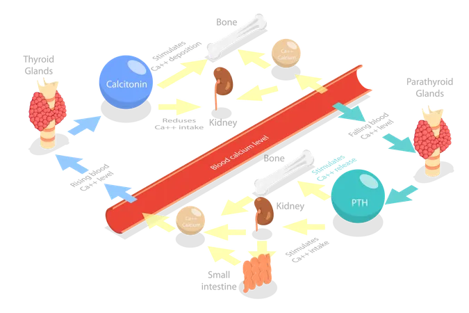 Ilustracion Conceptual De Vector Plano Isometrico 3 D Del Metabolismo Del Calcio Diagrama Educativo Etiquetado Ilustración