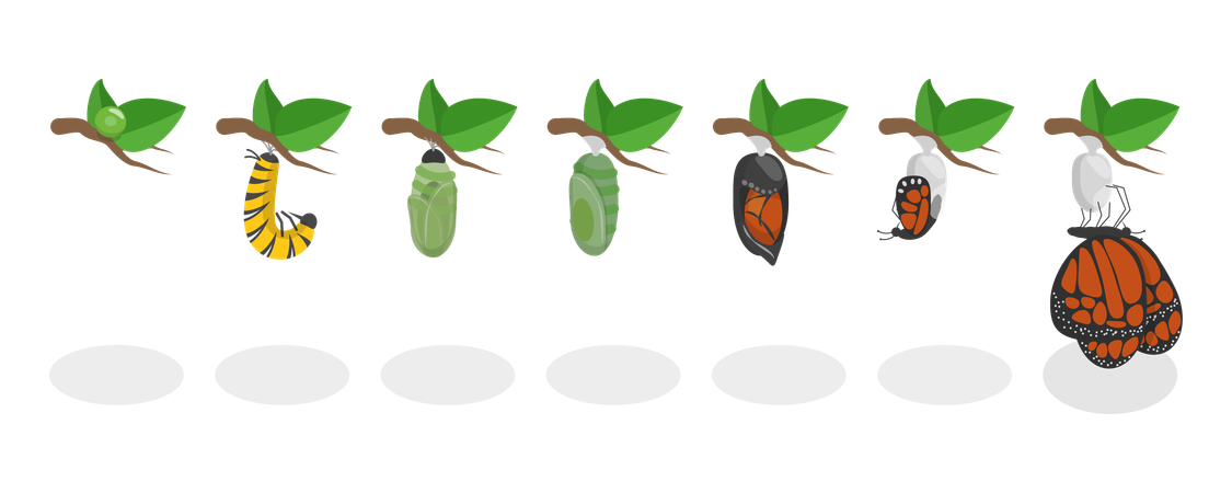 Métamorphose du papillon et cycle de vie en 7 étapes  Illustration