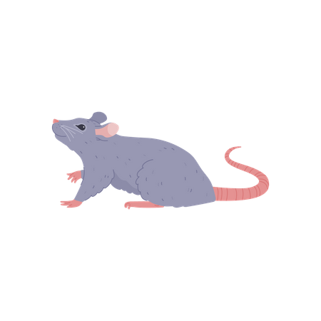 Joli petit rat gris levant les yeux  Illustration