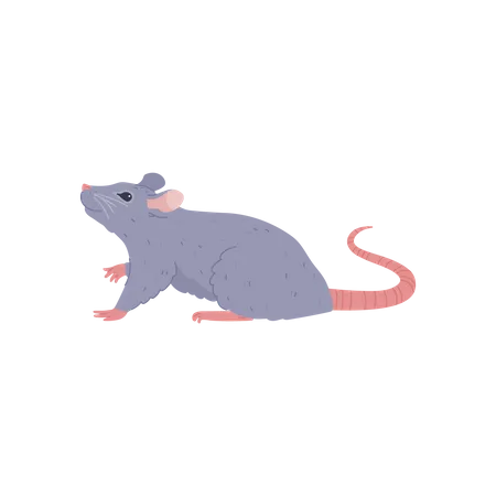 Joli petit rat gris levant les yeux  Illustration