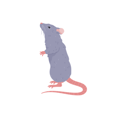 Rat mignon debout,  Illustration