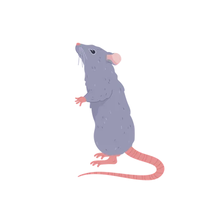 Rat mignon debout,  Illustration