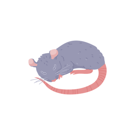 Rat mignon dormant, animal à fourrure - illustration vectorielle plane de dessin animé  Illustration