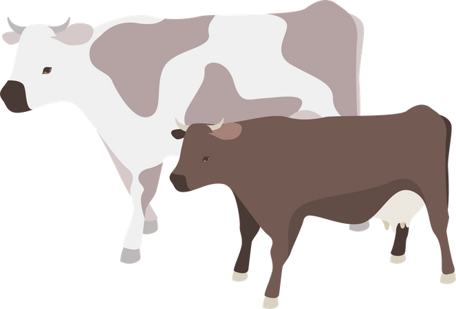 Milk producing cows  Illustration