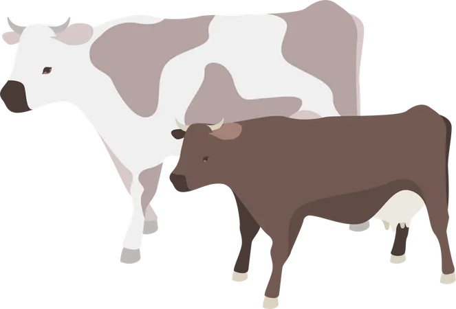 Milk producing cows  Illustration