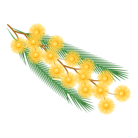 Mimosa  Illustration