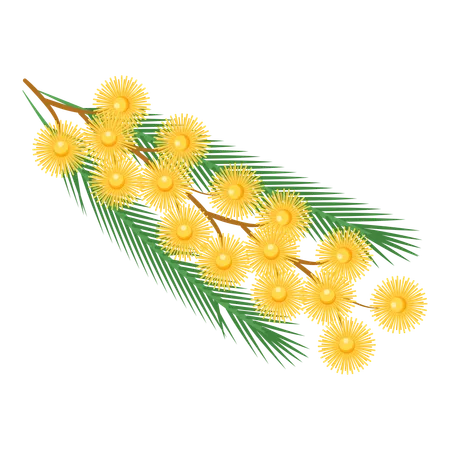 Mimosa  Illustration