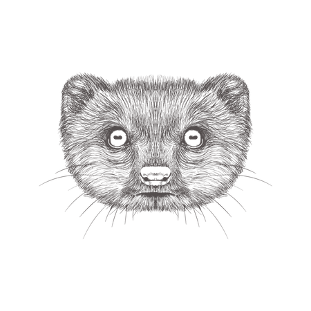 Mongoose  Illustration