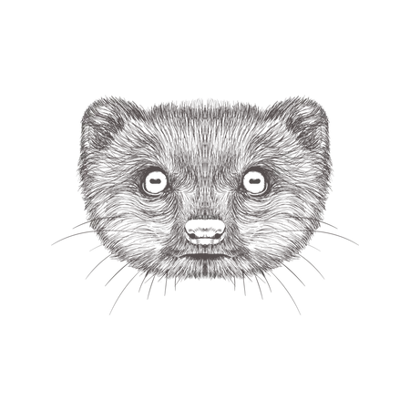 Mongoose  Illustration