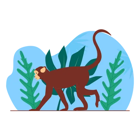 Monkey  Illustration