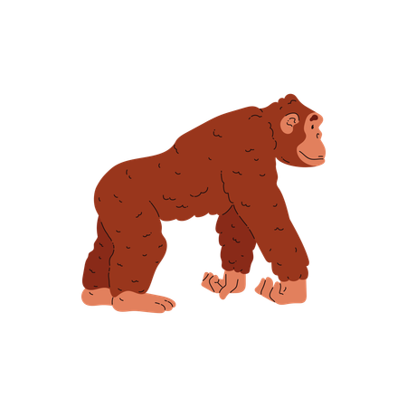 Monkey  Illustration