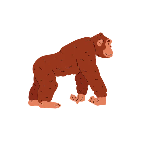 Monkey  Illustration