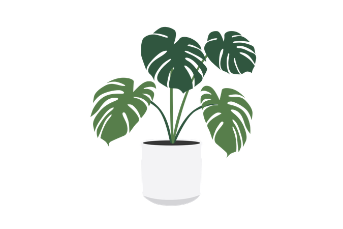 Monstera deliciosa conheça a flora  Ilustração