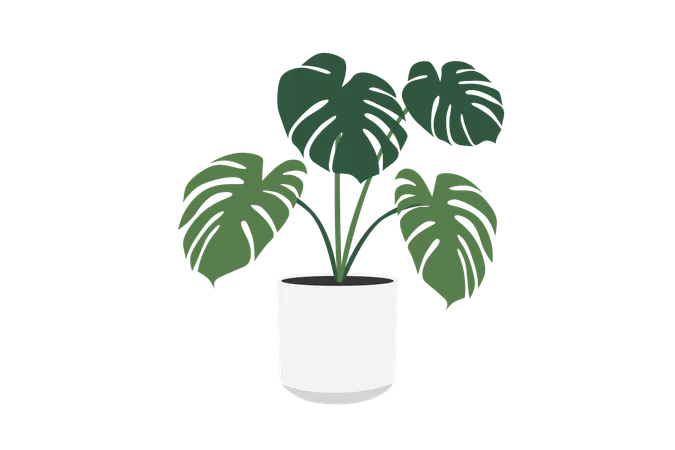 Monstera deliciosa conheça a flora  Ilustração