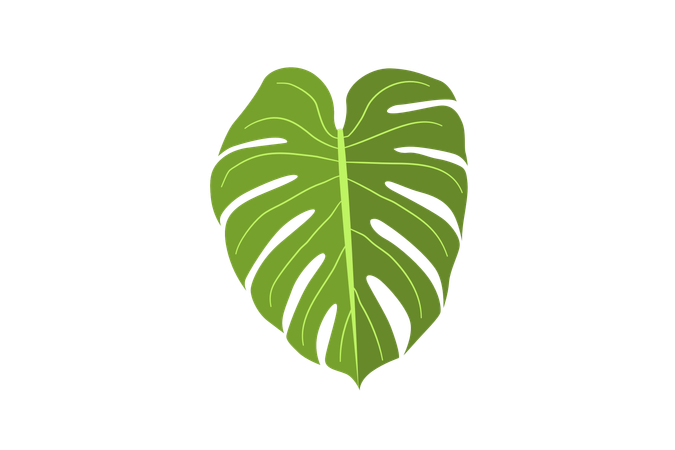 Monstera deliciosa  Illustration