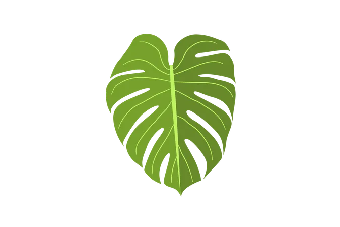 Monstera deliciosa  Illustration