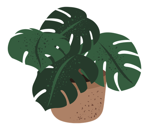 Monstera  Illustration