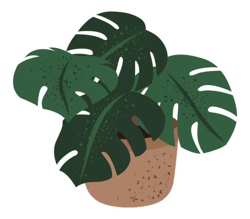 Monstera  Illustration