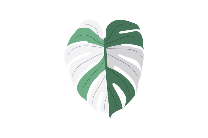 Monstera Variegata  Illustration