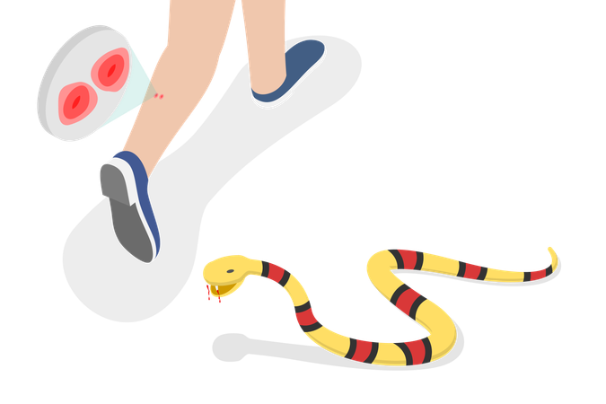 Picada de cobra venenosa  Ilustração