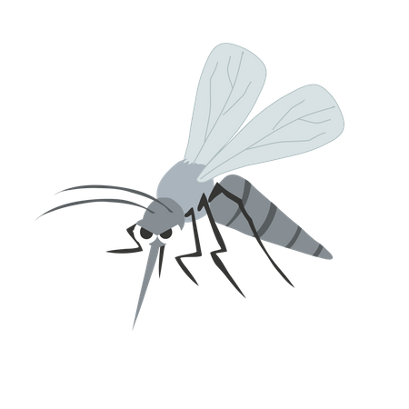 Mosquito  Illustration