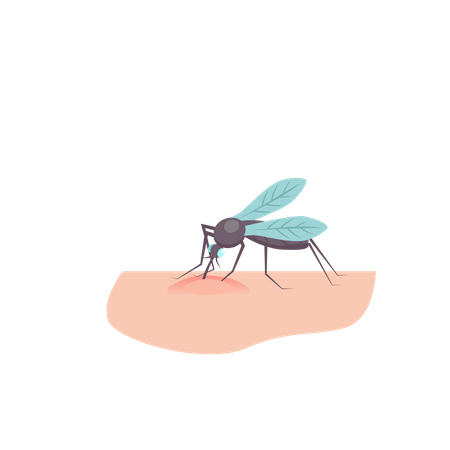 Mosquito bite  Illustration