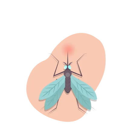 Mosquito  Illustration