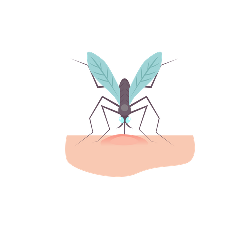 Mosquito  Illustration