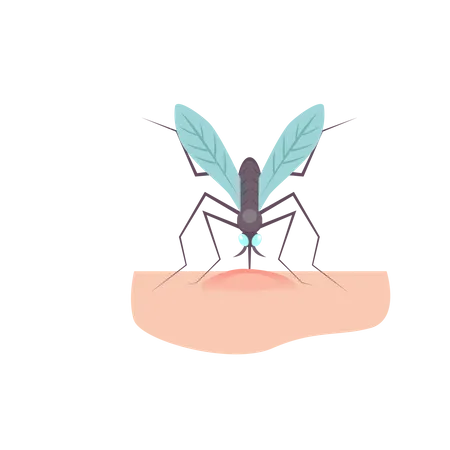 Mosquito  Illustration