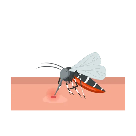 A Cartoon Illustration Of Mosquito On Human Skin Sucking Blood Illustration