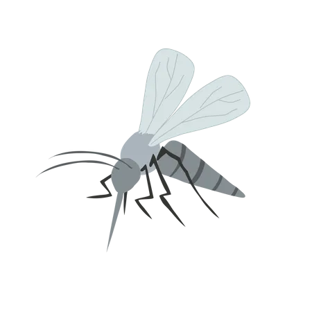 Mosquito portador de enfermedades  Ilustración