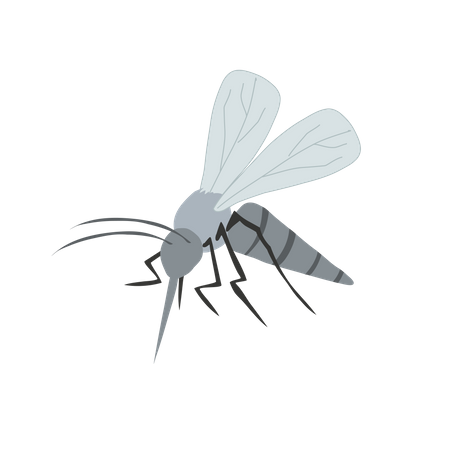 Mosquito transmissor de doenças  Ilustração