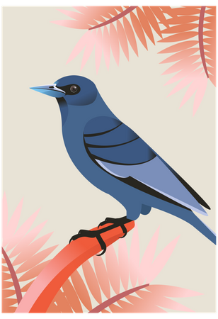 Mountain bluebird  Illustration