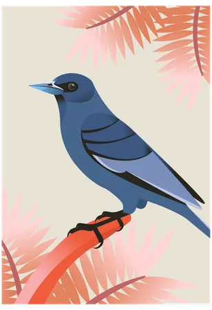 Mountain bluebird  Illustration