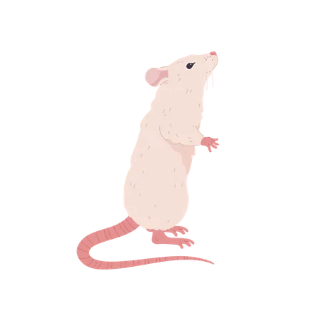 Rato em pé  Ilustração