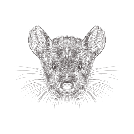 Mouse Face  Illustration