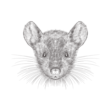 Mouse Face  Illustration