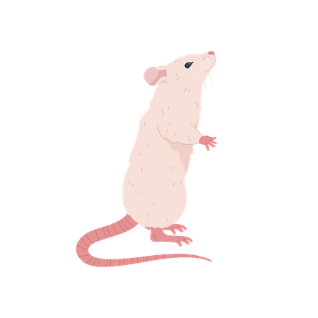 Mouse standing  イラスト