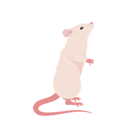 Cute Standing Mouse Flat Style Vector Illustration Isolated On White Background Smiling Pet Character Rodent Animal Decorative Design Element Domestic Rat Illustration