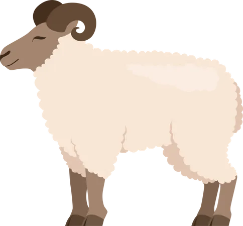 Mouton  Illustration