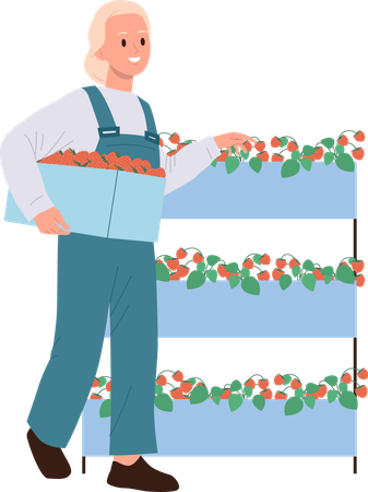 Mujer agricultora cultivando fresas en estanterías de invernadero  Ilustración